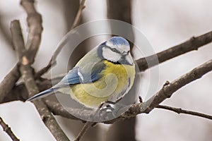 Blue tit, Parus caeruleus, Cyanistes caeruleus