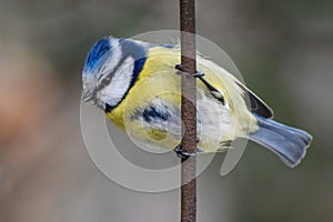 Blue tit, Parus caeruleus, Cyanistes caeruleus