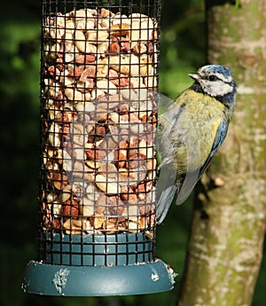 Blue tit, parus caeruleus, eating from bird feeder