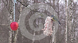 Blue tit Parus caeruleus eating lard fat in winter