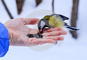 The blue tit Parus caeruleus eats from the human hand