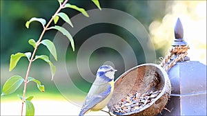 Blue tit Parus caeruleus eats nuts