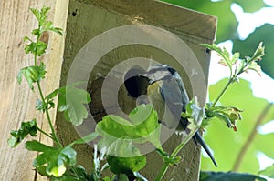 Blue tit, parus caeruleus, entering bird box