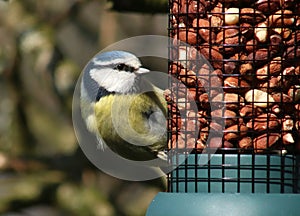 Blue tit, parus caeruleus, on feeder with peanuts