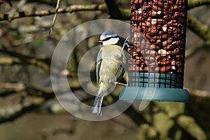 Blue tit, parus caeruleus, on feeder with peanuts