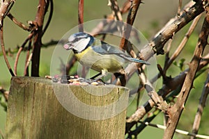 Blue tit, parus caeruleus, with food in it`s bill