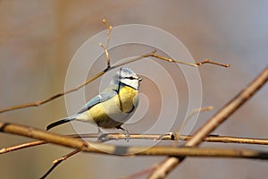 Blue tit - Parus caeruleus in the forest