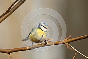 Blue tit - Parus caeruleus in the forest