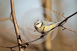 Blue tit - Parus caeruleus in the forest