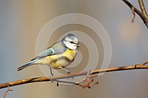 Blue tit - Parus caeruleus in the forest