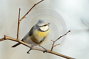 Blue tit - Parus caeruleus in the forest