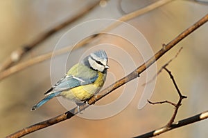 Blue tit - Parus caeruleus in the forest