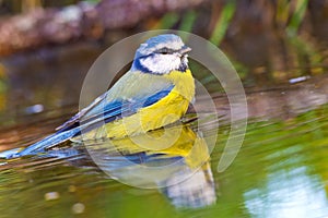 Blue Tit, Parus caeruleus, Forest Pond, Spanish Forest