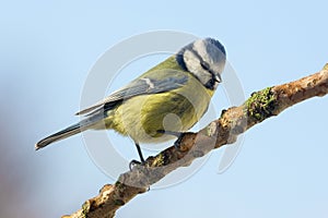 Blue Tit - Parus caeruleus - Garden Birds