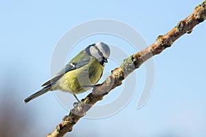 Blue Tit - Parus caeruleus - Garden Birds