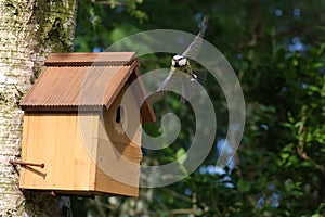 Blue tit, parus caeruleus, leaving nest box