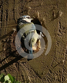 Blue tit, parus caeruleus, at nestbox entrance