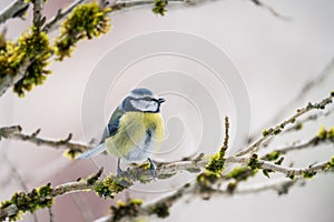 Blue tit (Parus caeruleus) perched on a branch in winter