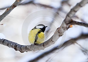 Blue tit Parus caeruleus perched on a frosty tree