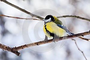 Blue tit Parus caeruleus perched on a frosty tree