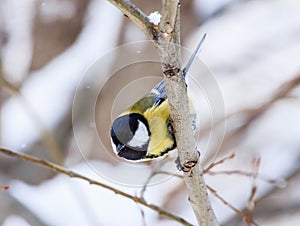 Blue tit Parus caeruleus perched on a frosty tree