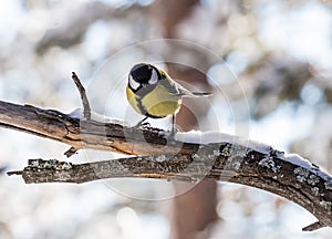 Blue tit Parus caeruleus perched on a frosty tree