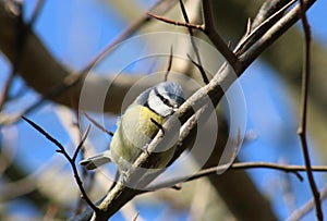 Blue Tit parus caeruleus perched on twig