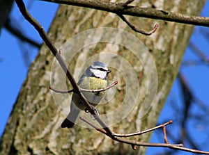 Blue tit, parus caeruleus, perched on twig in tree