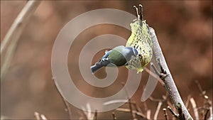 Blue tit Parus caeruleus picks fat food