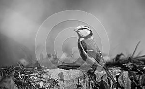 Blue tit (Parus caeruleus), resting on a stone wall. Black and white photo.