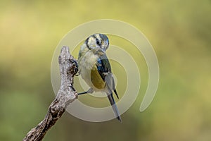 Blue tit Parus caeruleus resting on tree branch