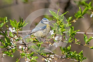 Blue tit Parus caeruleus resting on tree branch