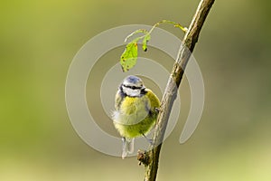 Blue tit, Parus caeruleus, single bird on branch