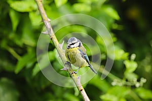 Blue tit, Parus caeruleus, single bird on branch