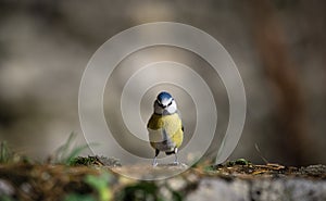 Blue tit (Parus caeruleus), single bird resting on the ground