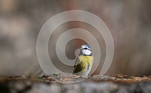 Blue tit (Parus caeruleus), single bird resting on the ground