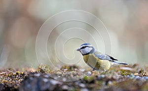 Blue tit (Parus caeruleus), single bird resting on the ground