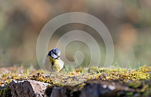 Blue tit (Parus caeruleus), single bird resting on the ground