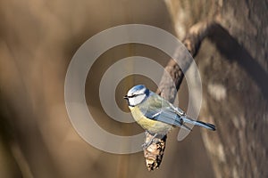 Blue Tit, Parus caeruleus, sits on a branch in the spring forest in Norway