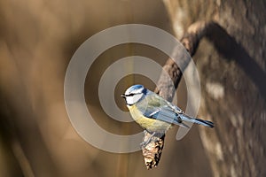 Blue Tit, Parus caeruleus, sits on a branch in the spring forest in Norway