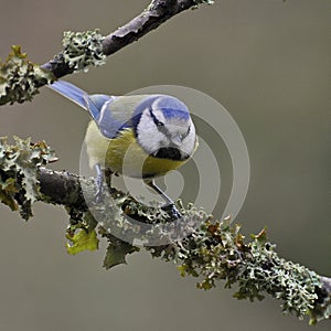 Blue tit Parus caeruleus sits on nice lichen branch