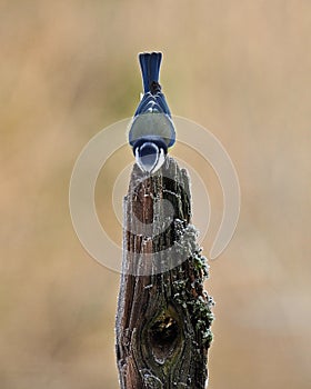 Blue tit Parus caeruleus sits on an old frosty stump