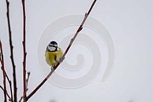 Blue Tit, Parus, caeruleus, sitting on a tree branch in winter time