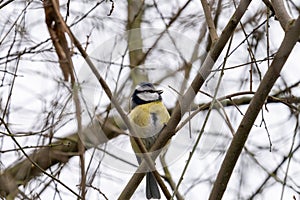 Blue Tit, Parus, caeruleus, sitting on a tree branch in winter time