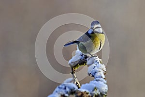 Blue tit Parus caeruleus on a snowy branch