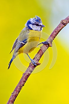 Blue Tit, Parus caeruleus, Spanish Forest