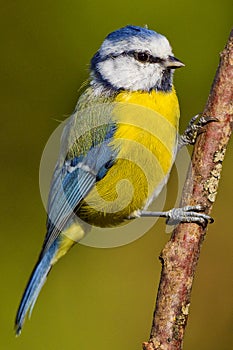 Blue Tit, Parus caeruleus, Spanish Forest