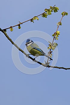 blue tit (Parus caeruleus ) on a tree branch against the blue sky in spring