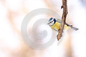 Blue tit Parus caeruleusresting on tree branch