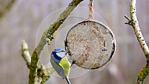 Blue tit pecking bird seeds from suet filled coconut bird feeder